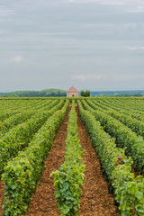 Fototapeta na wymiar Vineyards in Burgundy, landscape in France, ripe grape in summer with a small barn in background 