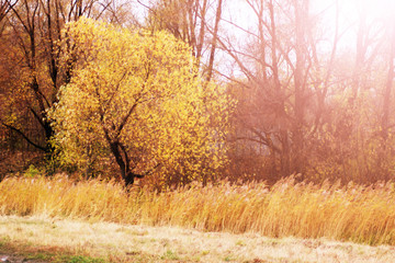 background texture of yellow leaves autumn leaf background