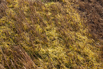 after the wheat harvest