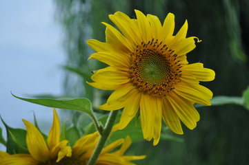 Sunflower Summer