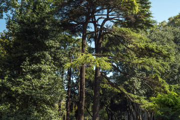 Fototapeta premium autumn trees