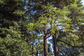 Fototapeta premium autumn trees