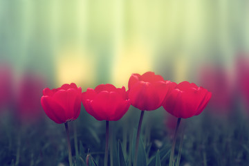 Fototapety  Czerwone tulipany na czarno-białym tle