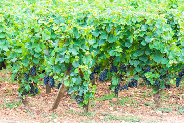Vineyards in Burgundy, landscape in France, ripe grape in summer 
