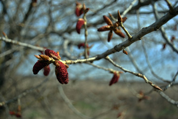 Beech branches with buds, blue sky background, spring in Ukraine
