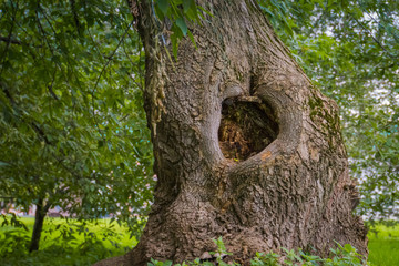 Hollow in the Tree