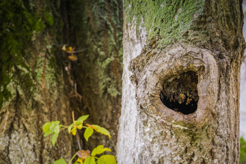 Hollow in the Tree