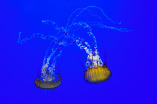 Colorful  Jellyfish  dancing in blue ocean water