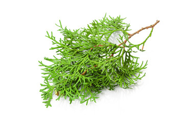 Fir branches