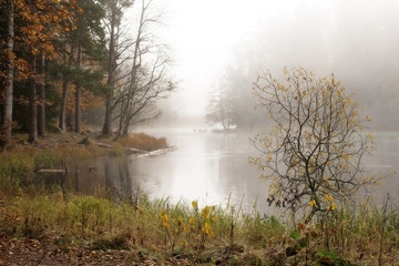 Fototapeta na wymiar Misty autumn morning by lakeside in Farnebofjarden national park in Sweden