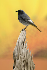 Small bird on a trunk