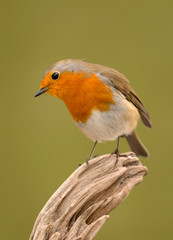 Pretty bird With a nice orange red plumage