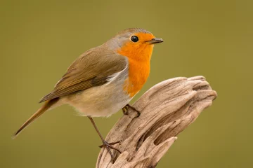 Rolgordijnen Pretty bird With a nice orange red plumage © Gelpi