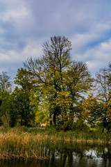 Obraz premium Autumn tree