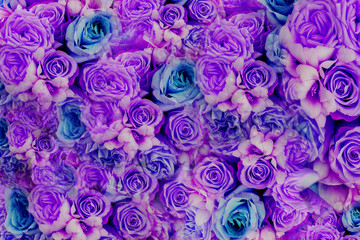 Flower background with roses