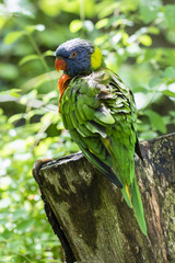 Rainbow Lorikeet sitting on the trunk.