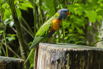 Rainbow Lorikeet sitting on the trunk.