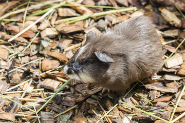 Guinea pigs in the enclosure.