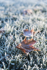 Frozen Leaves (Maple)