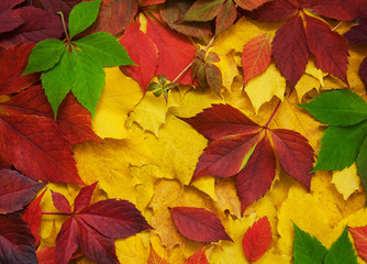 Autumn leaves as a background