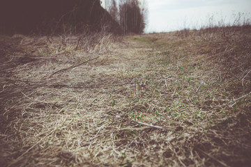Spring Dry Grass Retro