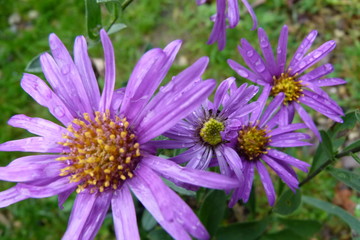 Obraz premium Berg-Aster - Aster amellus 
