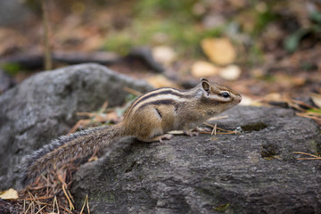 a Chipmunk eats a nut in a forest in the taiga.