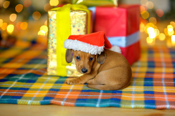 beautiful puppy dachshunds sitting near gifts and playing with Santa's cap, bright festive garlands in the background.
