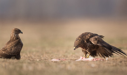Birds of prey buzzards
