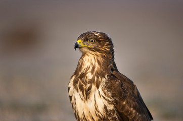 Bird of prey buzzard