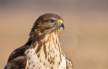 Bird of prey buzzard