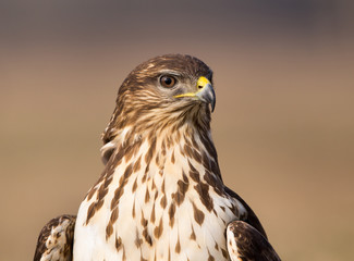 Bird of prey buzzard