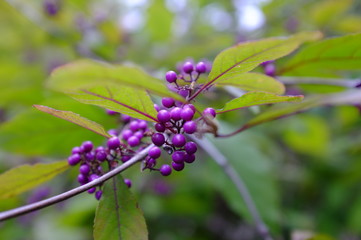 Berries in Prague botanical garden