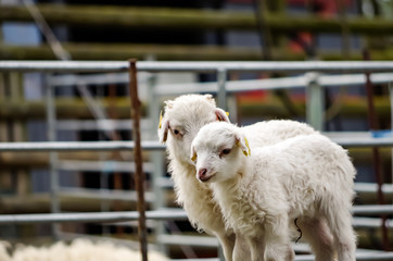Close-Up of White Lambs on Farm