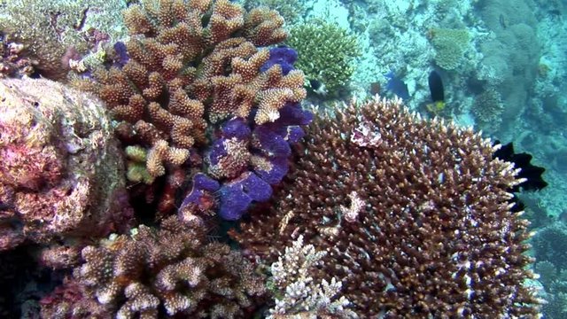 Coral reef underwater amazing seabed in Maldives. Unique video footage. Abyssal relax diving. Natural aquarium of sea and ocean. Beautiful animals.