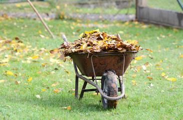 Autumn leaves with wooden rake and wheelbarrow in the garden.