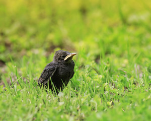 funny chick Starling with a yellow beak sitting in the grass and waiting for parents