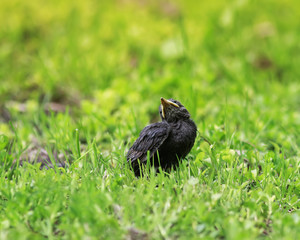 Naklejka na ściany i meble chick Starling with a yellow beak sitting in the grass and waiting for parents