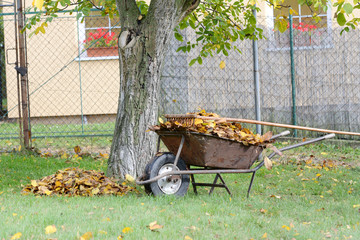 Autumn leaves with wooden rake and wheelbarrow in the garden.