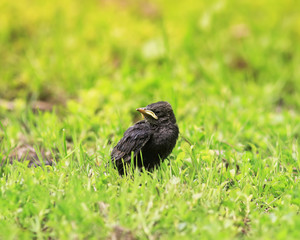 funny chick Starling with a yellow beak sitting in the grass and waiting for parents