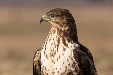 Bird of prey buzzard
