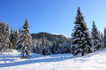 Spruce forest in winter time