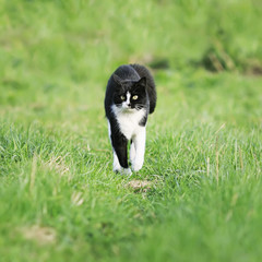 beautiful funny cat fun running on green meadow