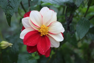 flowers 'I do not know his name'