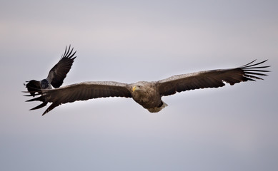 White tailed eagle flying