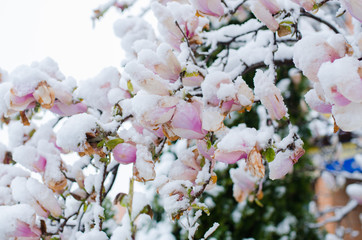Obraz premium Early spring and snow covered on magnolia tree and flowers