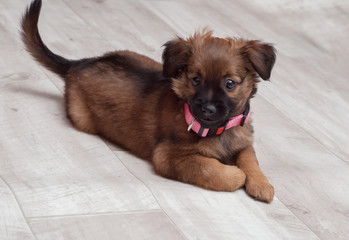 Cute puppy dog, pink collar,