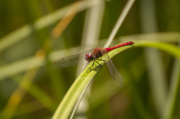 Vagrant darter
