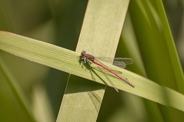 large red damselfly