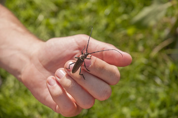 musk beetle